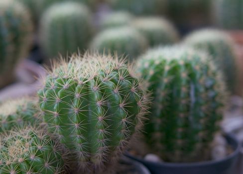 Green cactus ,botanical plant with needles pattern in nature background.