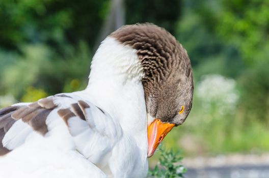 Up, Head of a graylag goose with an orange beak preening.