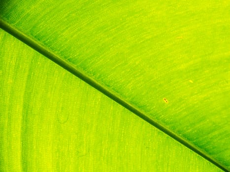 diagonal of leaf stalk , green leaf background