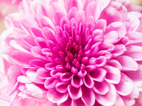 close up image of pink chrysanthemum flower