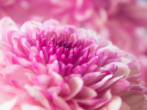 close up image of pink chrysanthemum flower