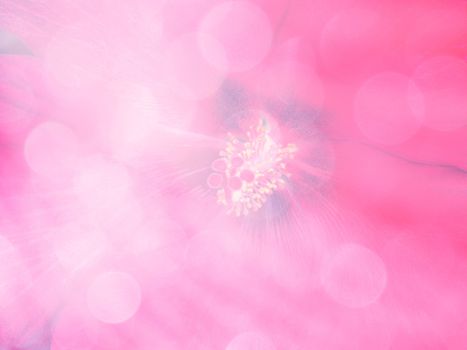 image of bright colorful bokeh overlap with flower image background