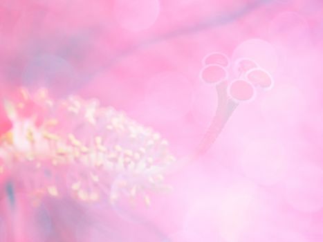 image of bright colorful bokeh overlap with flower image background