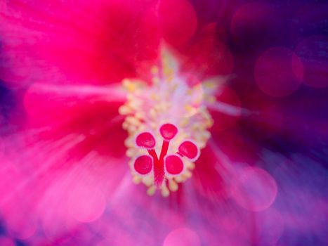 image of bright colorful bokeh overlap with flower image background