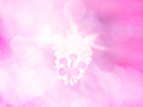 image of bright colorful bokeh overlap with flower image background