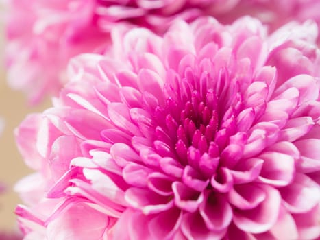 close up image of pink chrysanthemum flower