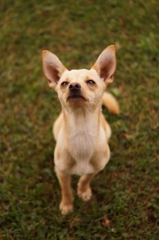 Dog waiting looking up