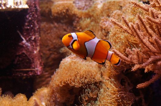 Aquarium fish orange color