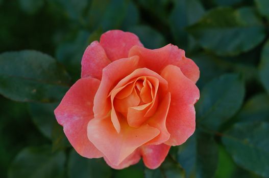 Red rose close up