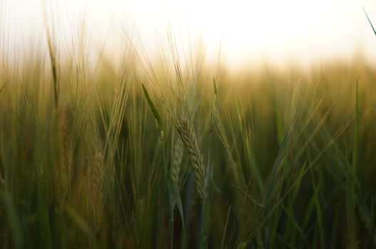 Wheat in nature