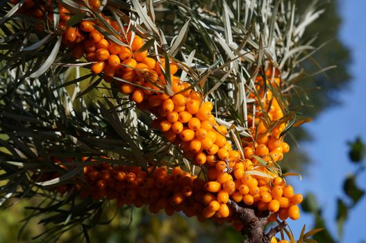 Orange cornelian cherry on tree