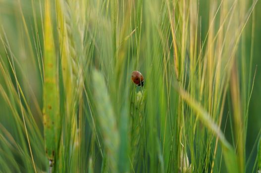 Ladybird on green grass