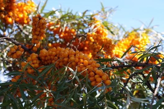 Orange cornelian cherry on tree