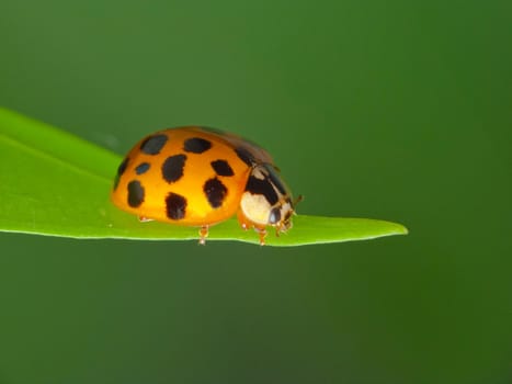 Ladybug on grass isolated green background