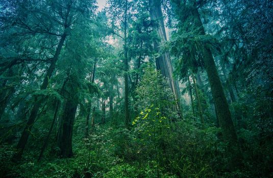 American Northwest Rainforest Foggy Landscape. Northern California Coastal Redwood Forest.