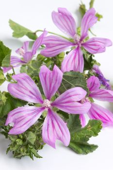  Mallow wildflower (Malva sylvestris) medicinal plant on white background