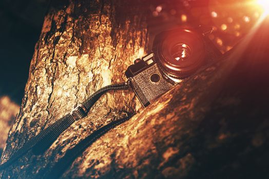 Summer Memories. Vintage Camera on a Tree on the Hot Summer Day. Vintage Vacation Photography Concept. 