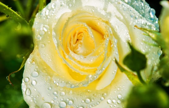 White Rose After Rain Macro Photo. Blooming White Roses Closeup.