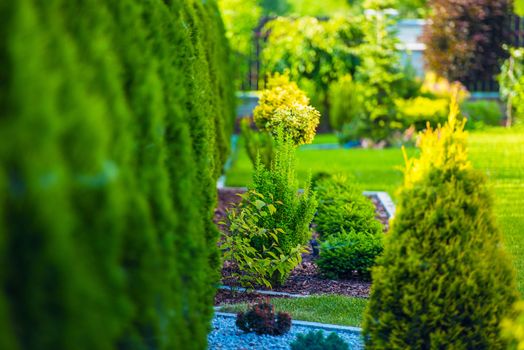 Beautiful Green Garden. Backyard Garden With Various of Decorative Plants.