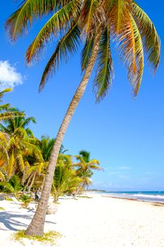 Landscape view of tranquil beach with palm trees, Tulum, Mexico