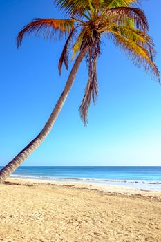 Summer ocean beach landscape with palm tree and sand, Tulum, Mexico