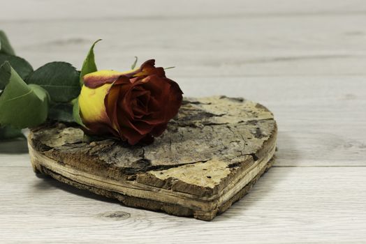 red rose lying on cork heart shape for valentines ot mothers day