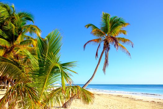 Beautiful tranquil scenic view of summer beach landscape with palm trees, Tulum, Mexico
