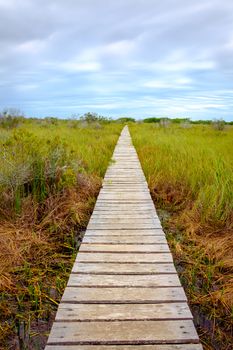 Landscape view of wooden boardwalk in swamp covered by greed grass