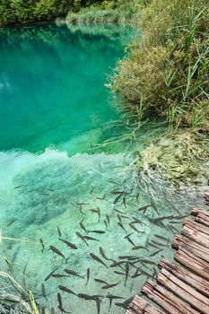 Fishes floating in extremely clear water of Plitvice Lakes, Croatia. Rainy day.