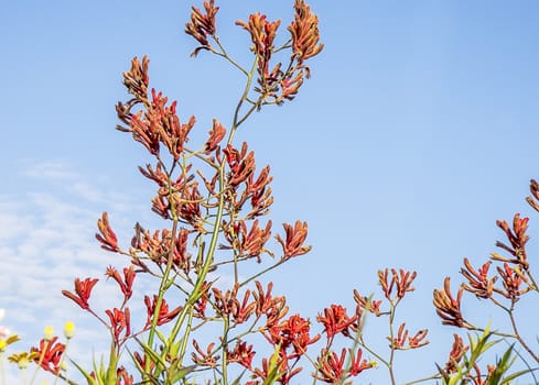 Australian native wildflowers Kangaroo Paws in spring