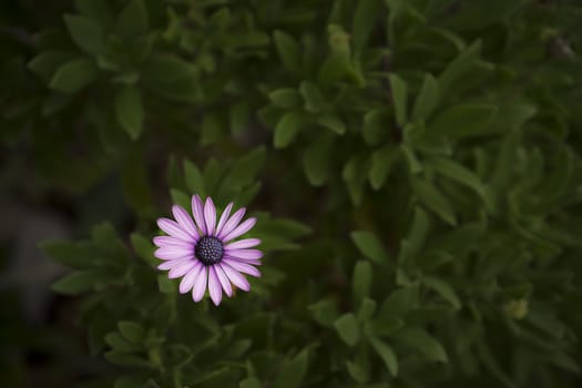 Purple flower of African daisy Osteospermum 