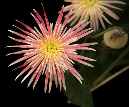 Spring garden with Gerbera flowers or asters from the sunflower family on a dark background