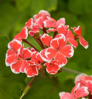 Spring bloom of the Pelargonium  Geranium Flower 