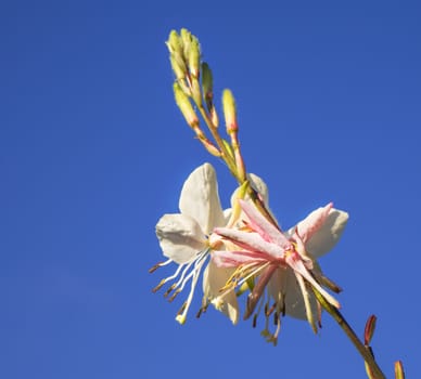 Gaura flower or butterfly bush with blue sky neutral copy-space background close-up in spring