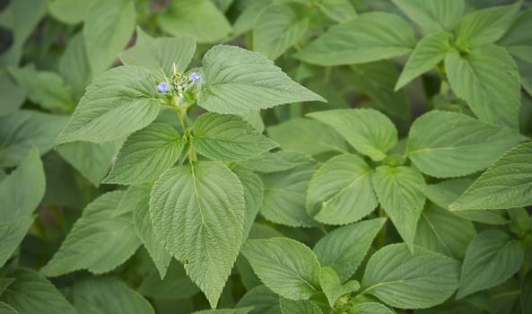 Spring Foliage of Chia, healthy organic herb Salvia, with new purple flower blossoms