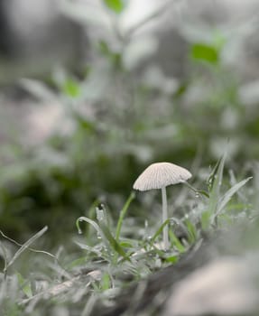 neutral background, green and grey, image of mushroom growing with raindrops on grass