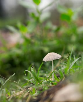 Life emerges after spring rain with green grass, mushroom fungi and raindrops