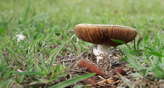 Fresh mushroom emerging in Australian field  after spring rain 