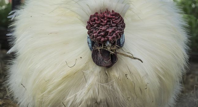 White silky soft plumage of Silkie Rooster, a Chinese breed of small chicken
