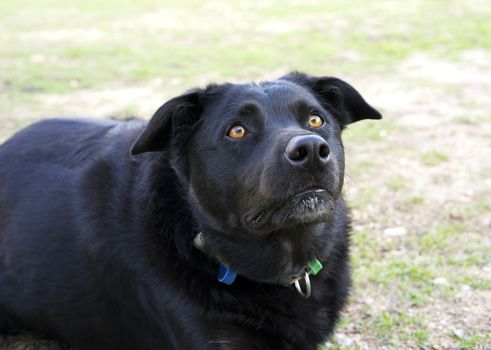 Black Australian Kelpie breed used as working dog on farms focused on his master