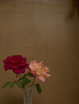 Two 2 Rose flowers against old dark grunge stained dirty backdrop background with copy-space 