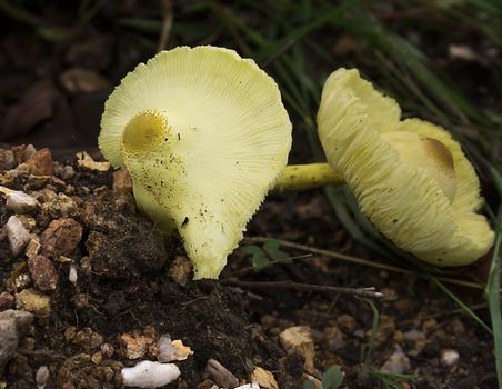 Yellow Leucocoprinus species of mushroom fungi growing in natural environment