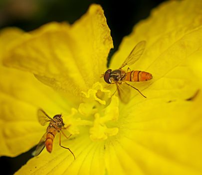 Hoverflies or flower flies collect pollen or nectar from yellow flower
