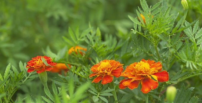 Spring background, fresh marigold flowers live growing in an organic garden as beneficial companion plants 