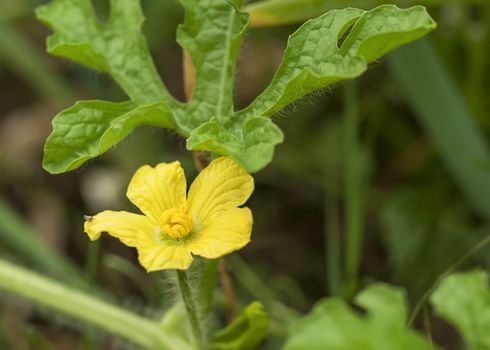 Yellow watermelon flower on melon vine live growing in green garden with green foliage and leaves