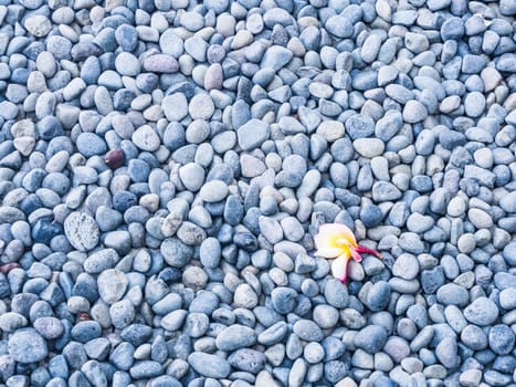 white frangipani flower on blue pebbles