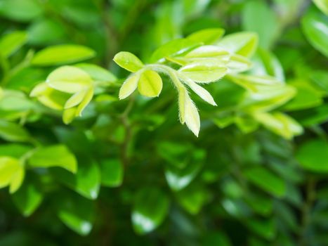 New leaf on green top tree