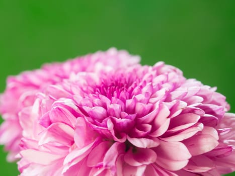 Beautiful chrysanthemum close-up on green background