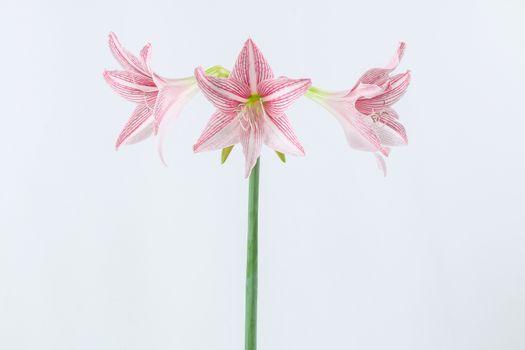 flower of pink amaryllis isolated on white background