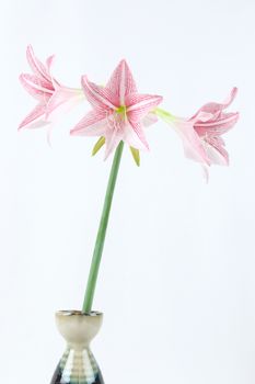 flower of pink amaryllis in Japanese vase on white background